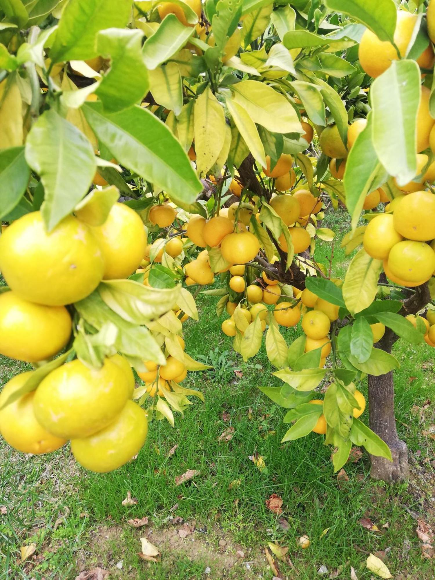 Olea Mar Apartma Pobegi 外观 照片